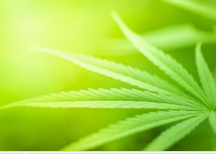 Herbal Fragrance Oils