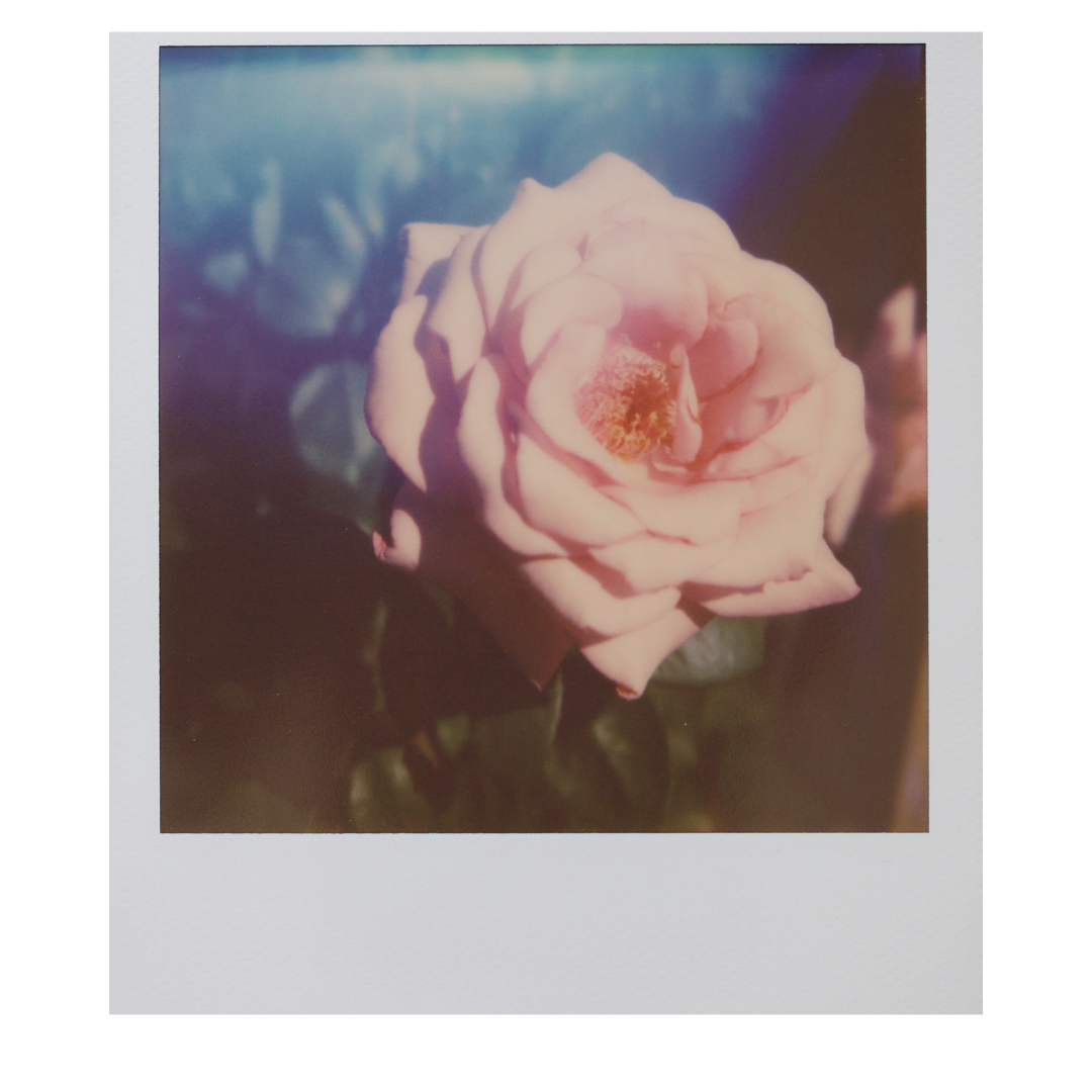 Rose Victorian Fragrance Oil - Petal By Petal Edition