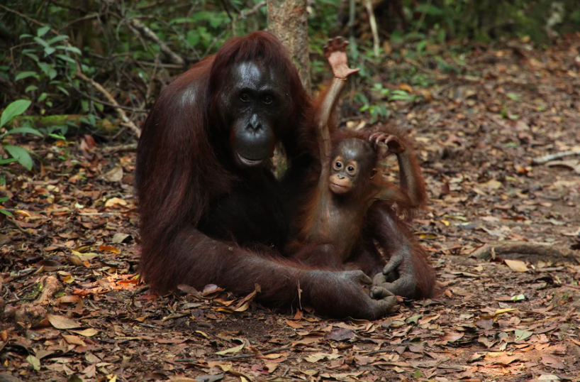 Palm oil orangutan